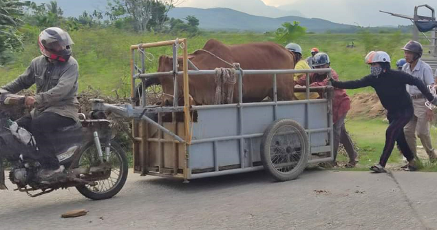 Huyện Nghĩa Hành trao bò giống sinh sản thuộc chương trình mục tiêu quốc gia giảm nghèo bền vững năm 2023 tại Hành Phước, Hành Thuận