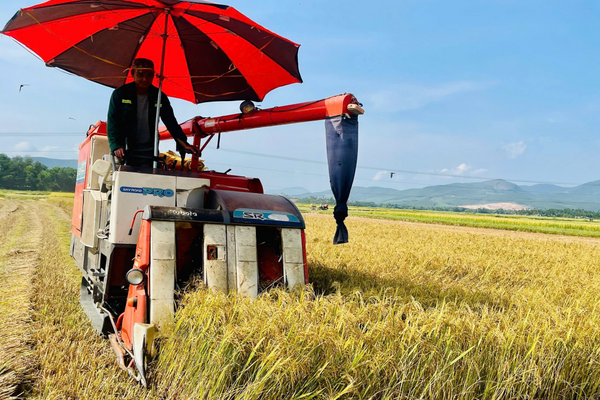 Lúa Đông Xuân huyện Nghĩa Hành năng suất đạt 66,84 tạ/ha